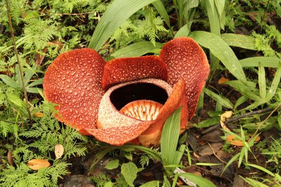 Edna Nadia Rafflesia Garden