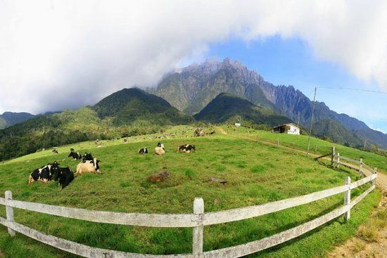 Desa Dairy Farm