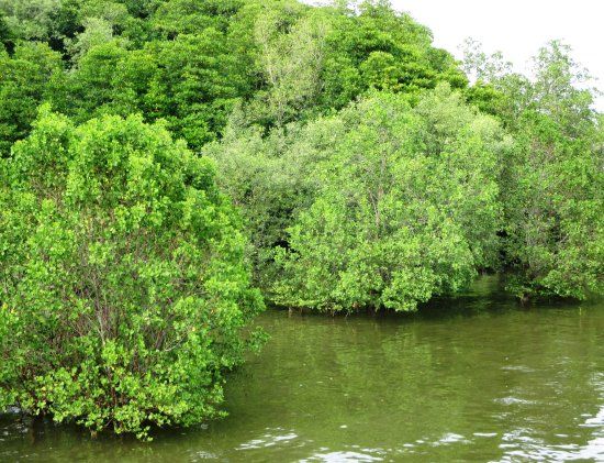 Brunei River