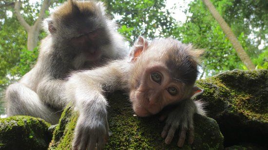 Hutan Rimba Ubud Monyet