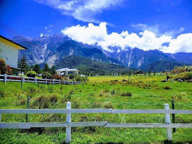 Ladang Tenusu Desa Cattle