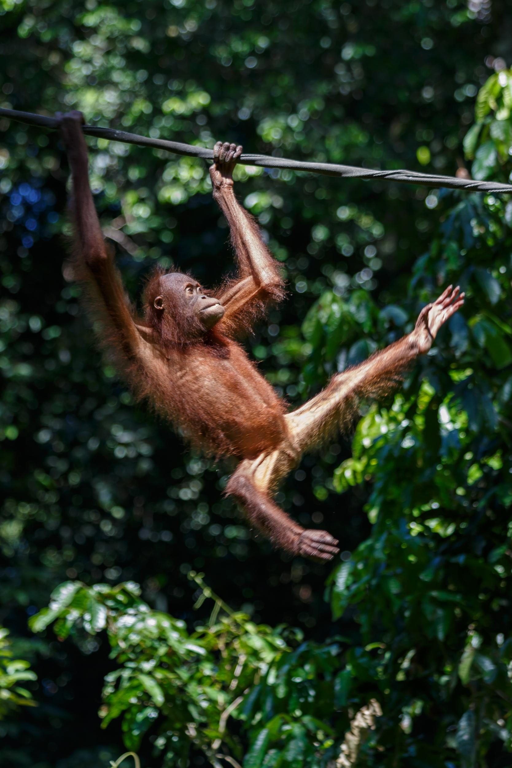 Pusat Pemuliharaan Orang Utan Sepilok