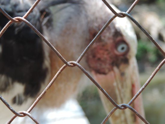 Jahri Saleh Zoo